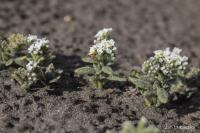 Otočník (Heliotropium erosum)