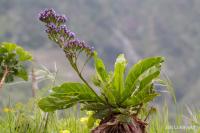 Limonka (Limonium arborescens)