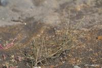 Rýt metlatý (Reseda scoparia)