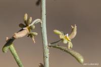 Rýt metlatý (Reseda scoparia)