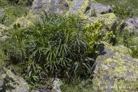 Čemeřice smrdutá (Helleborus foetidus)