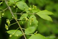 Brslen křídlatý (Euonymus alatus)