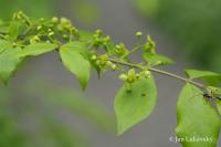 Brslen křídlatý (Euonymus alatus)