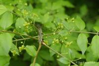 Brslen křídlatý (Euonymus alatus)