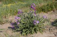 Matiola trojrohá (Matthiola tricuspidata)