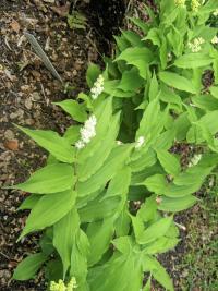 Pstroček hroznovitý (Maianthemum racemosum)