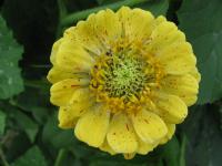 Ostálka sličná (Zinnia elegans)