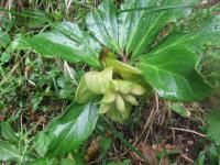 Čemeřice černá (Helleborus niger)