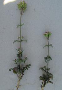 Mavuň (Centranthus calcitrapa)