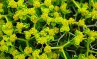 Pryšec trnitý (Euphorbia acanthothamnos)