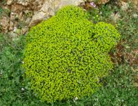 Pryšec trnitý (Euphorbia acanthothamnos)