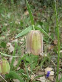 Řebčík pontický (Fritillaria pontica)