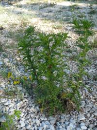 Pupava chocholičnatá (Carlina corymbosa)