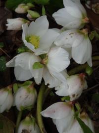 Čemeřice černá (Helleborus niger)