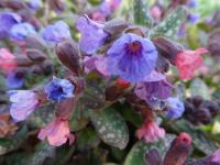 Plicník skvrnitý (Pulmonaria saccharata)