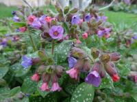 Plicník skvrnitý (Pulmonaria saccharata)