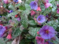 Plicník skvrnitý (Pulmonaria saccharata)