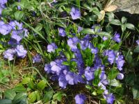 Barvínek menší (Vinca minor)