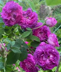 Růže galská 'Belle de Crecy' (Rosa gallica)