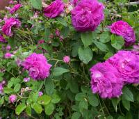 Růže galská 'Belle de Crecy' (Rosa gallica)