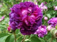 Růže galská 'Belle de Crecy' (Rosa gallica)