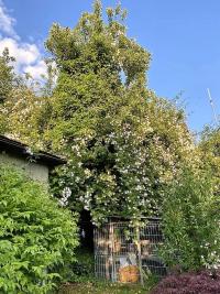 Růže 'Paul's Himalayan Musk' - Pnoucí růže (Rosa)