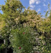 Růže 'Paul's Himalayan Musk' - Pnoucí růže (Rosa)