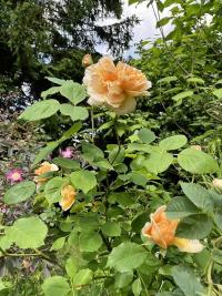 Růže 'Tea Clipper' - Anglické růže (Rosa)