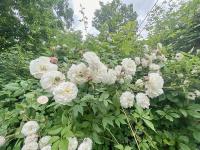 Růže 'Félicité et Perpétue' - Pnoucí růže (Rosa)