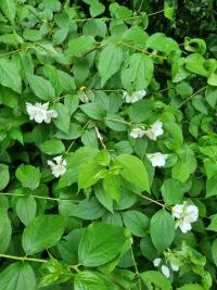 Pustoryl věncový - listy a květy (Philadelphus coronarius)