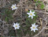Sasanka hajní (Anemone nemorosa)