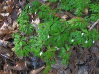 Sasanka hajní (Anemone nemorosa)