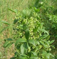 Brslen evropský (Euonymus europaeus)