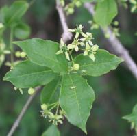Brslen evropský (Euonymus europaeus)