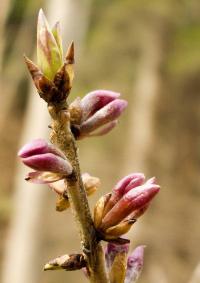 Lýkovec jedovatý (Daphne mezereum)