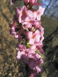 Lýkovec jedovatý (Daphne mezereum)