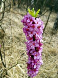 Lýkovec jedovatý (Daphne mezereum)