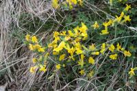 Čilimník řezenský (Cytisus ratisbonensis)