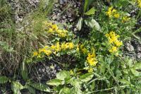 Čilimník řezenský (Cytisus ratisbonensis)