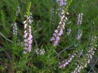 Vřes obecný (Calluna vulgaris)