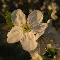 Trnka obecná (Prunus spinosa)