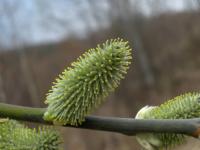 Vrba (Salix)
