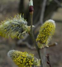 Vrba (Salix)