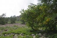 Štědřenec odvislý (Laburnum anagyroides)