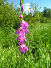 Mečík střechovitý (Gladiolus imbricatus)