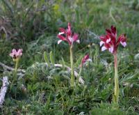 Vstavač motýlovitý (Anacamptis papilionacea)