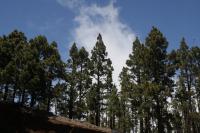 Borovice kanárská (Pinus canariensis)