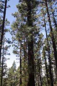 Borovice kanárská (Pinus canariensis)