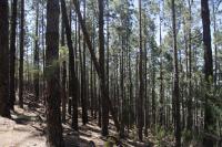 Borovice kanárská (Pinus canariensis)