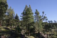Borovice kanárská (Pinus canariensis)